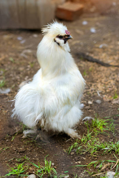 istock White pet bird crested hen in cage poultry farm 831160338