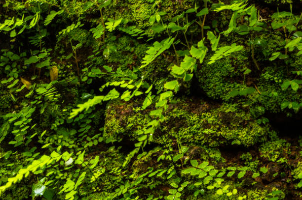 istock Background comprised of small green leaves 831162928