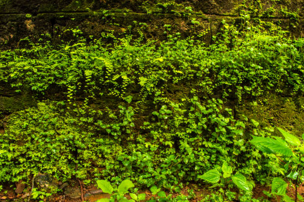 istock Background comprised of small green leaves 831163234