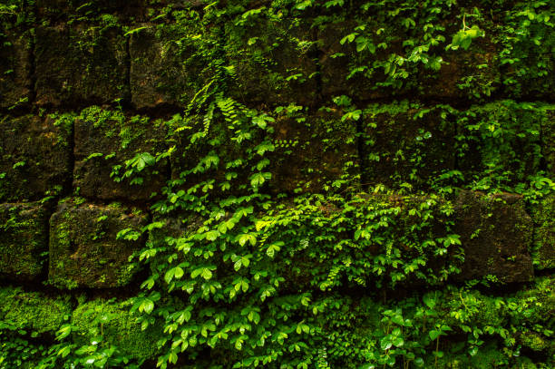 Plant, Leaf, Wall - Building Feature, Surrounding Wall, Environmental  Conservation