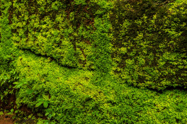 istock Background comprised of small green leaves 831163724