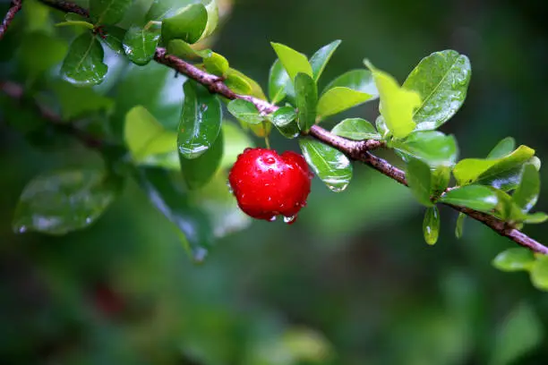 Acerola, a fruit that is born in aceroleira, has vitamins A, B1 (thiamine), B2 (riboflavin), B3 (niacin), calcium, phosphorus, iron and, mainly, vitamin C.