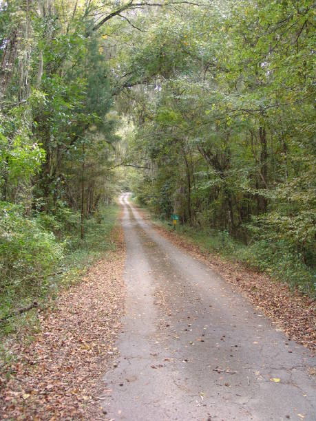 istock One lane road through Florida wilderness 831164360