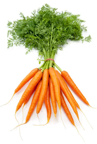 bundle fresh carrots isolated