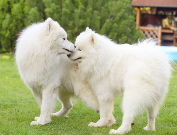 coco cΓ’line πΈ Free to use under the iStock License