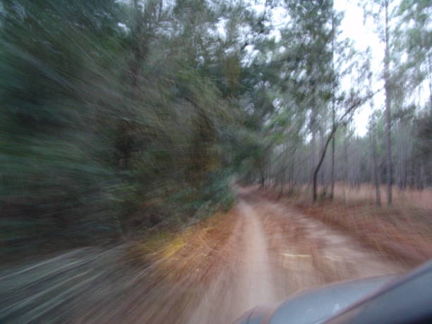 istock Dirt trail through Florida's Withlacoochee State Forest 831176872