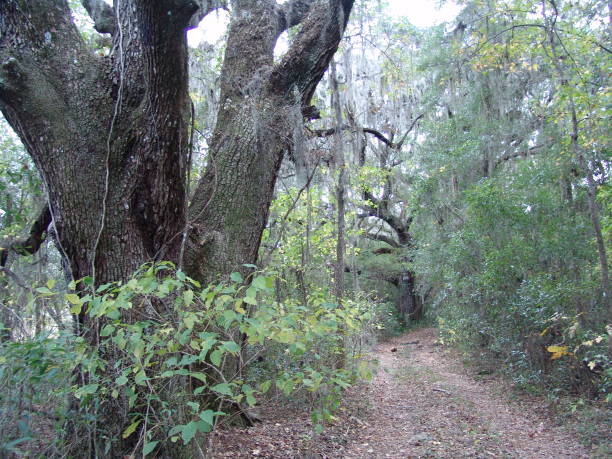 istock Dirt trail through Florida's Withlacoochee State Forest 831176960