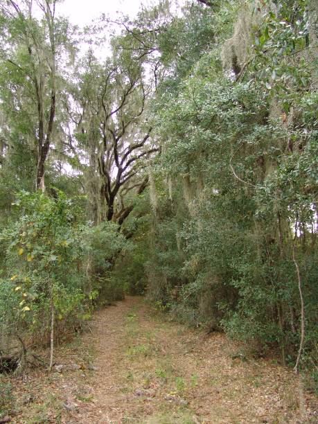 istock Dirt trail through Florida's Withlacoochee State Forest 831176962
