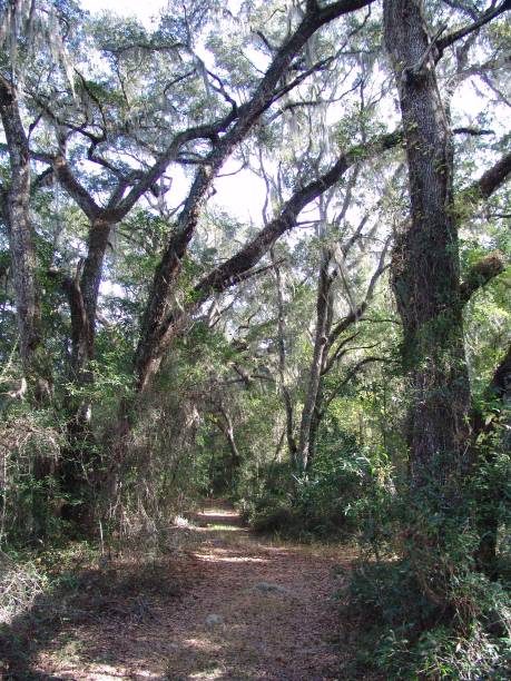 istock Dirt trail through Florida's Withlacoochee State Forest 831176972