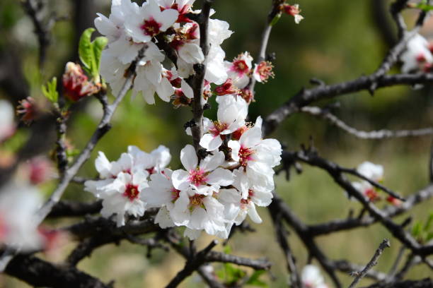 istock Almond blossom in Spain 831177030
