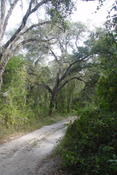 istock Dirt trail through Florida's Withlacoochee State Forest 831177146