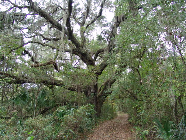 istock Dirt trail through Florida's Withlacoochee State Forest 831177154