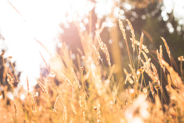 istock Golden Grass Reeds at Sunrise 831180334
