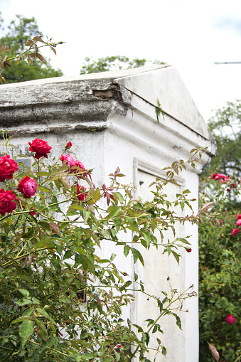 Old marble tumb surrounded by red roses