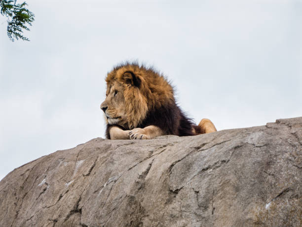 istock Proud lion on rock 831183896