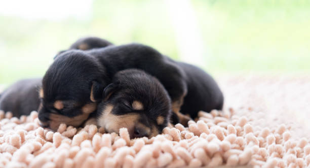istock Puppy ware glasses and sleeping on soft bed. 831187266