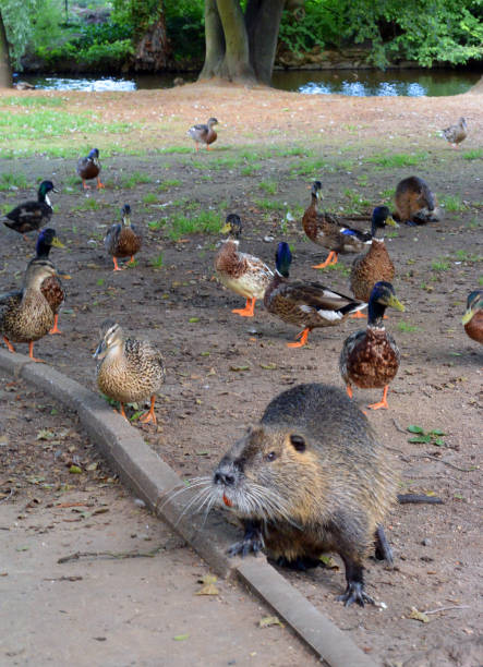istock Coypu walk with ducks on the riverside in city park 831187282