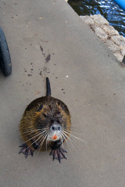 Adult beaver eating a plant. Beaver in a lake. Beaver in water in the evening.