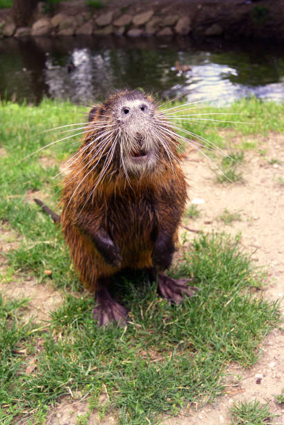 istock Cute wild furry coypu standing on the walkway 831187414
