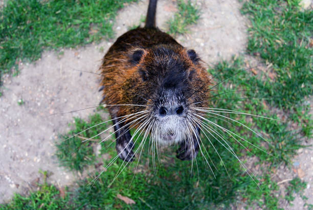 cute wild furry coypu standing on the walkway - nutria rodent beaver water imagens e fotografias de stock