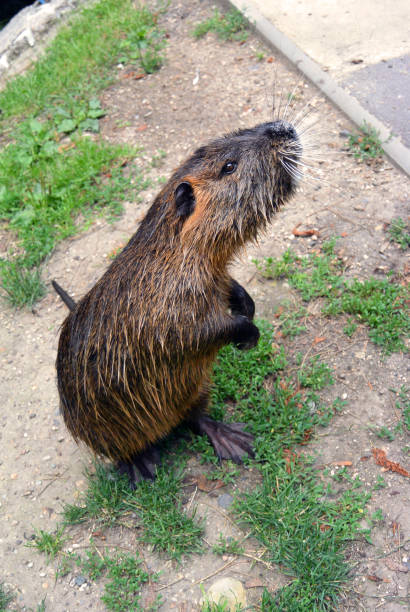 istock Cute wild furry coypu standing on the walkway 831187486