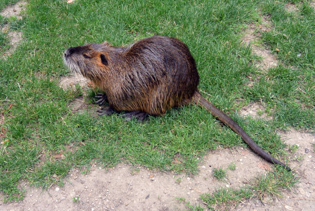 istock Coypu on the grass in city park 831187518