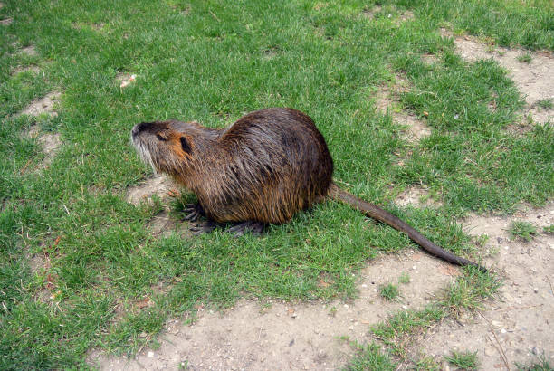 istock Coypu on the grass in city park 831187520