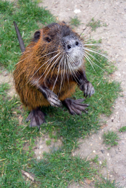 istock Cute wild furry coypu standing on the walkway 831187558