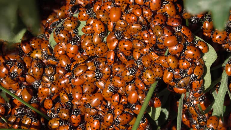 Ladybird ladybug beetle swarm scrub oak Littleton Colorado Rocky Mountain foothills