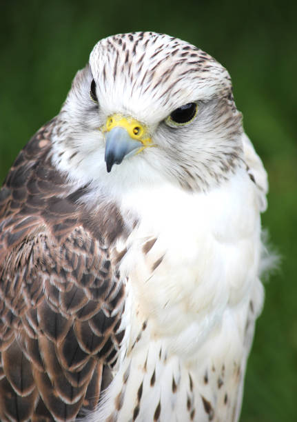 Male Gyr x Saker Falcon - Bird of prey Closeup of a Gry X Saker Falcon saker stock pictures, royalty-free photos & images