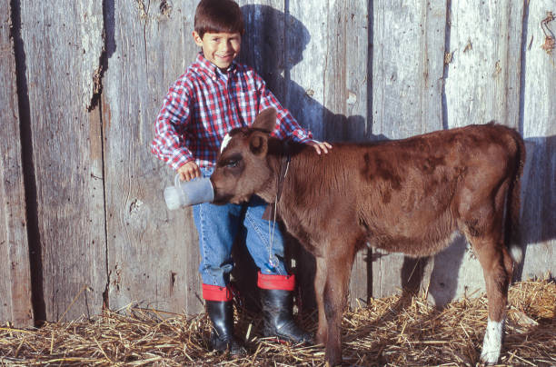 Young latino boy interacting with a brown colored calf in a farm compound.\n\n\n\n\n\n\n\n\n