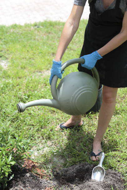 istock Gardener watering a plant. 831193794