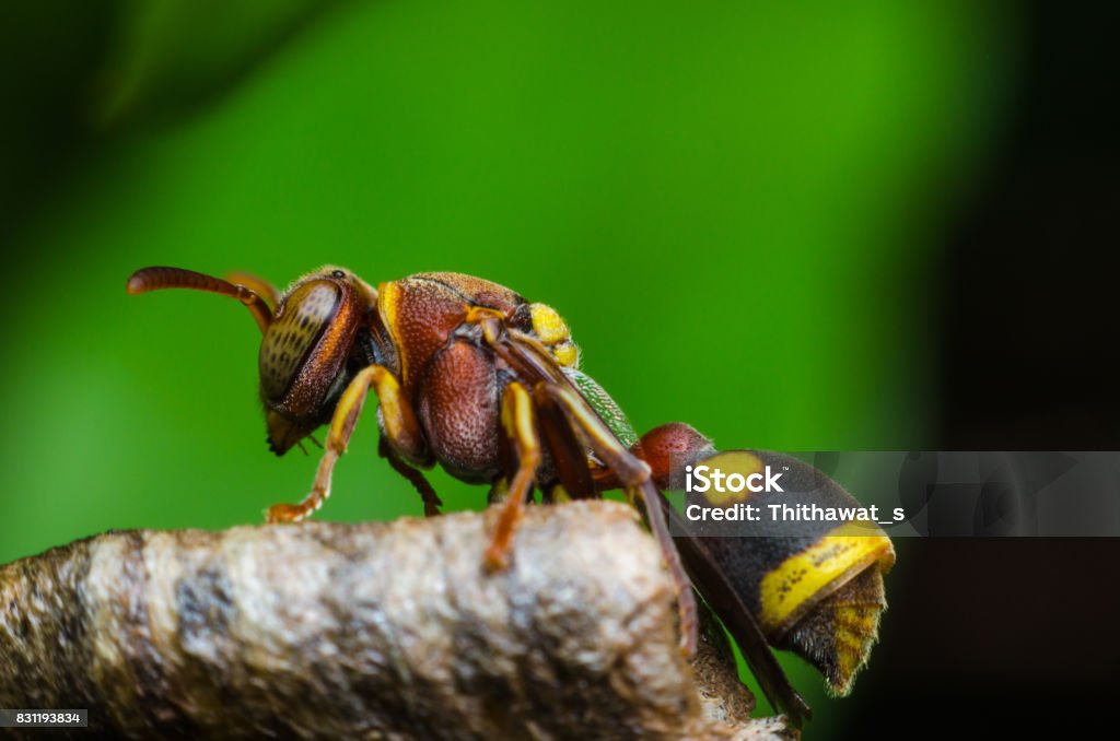 Poisonouc Insect Hornet Protect Larvae On Nest Dangerous Insect And Poisonous Make Human ...