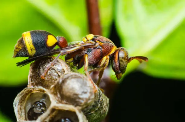 Photo of hornet protect larvae on nest. dangerous insect and poisonous make human hurt.