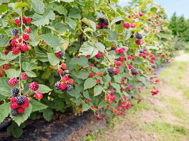 moras maduras y rojas - blackberry fotografías e imágenes de stock