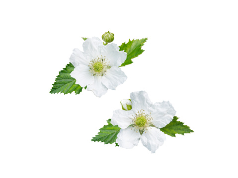 Blackberry flowers, buds and leaves isolated on white