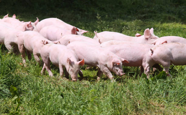 istock Little young piglets on green meadow 831197466
