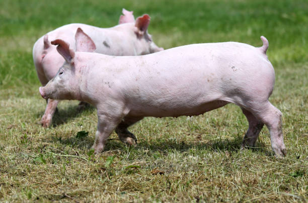 istock Little young piglets on green meadow 831197512