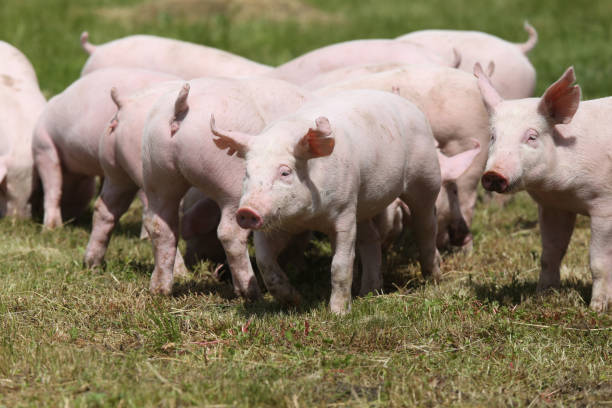 istock Little pink growing piglets grazing on the meadow 831197536