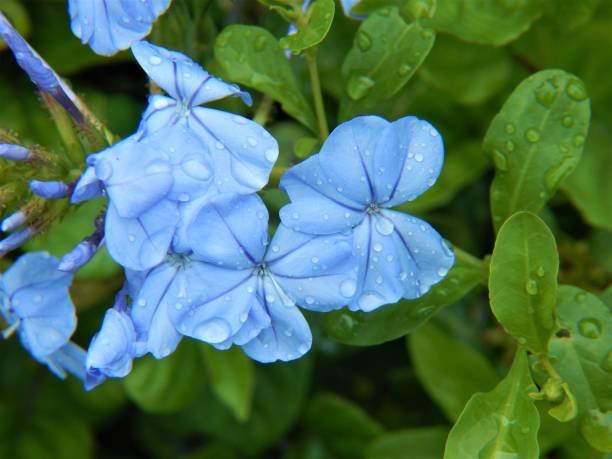 istock Blue Plumbago Flowers in Bloom 831200404