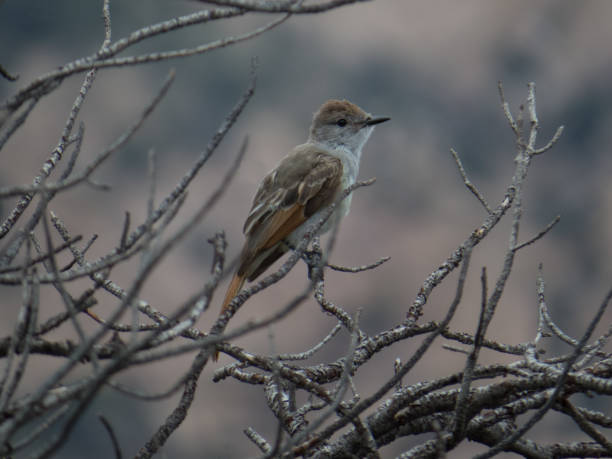 ash à gorge gobe-mouches - ash throated flycatcher photos et images de collection