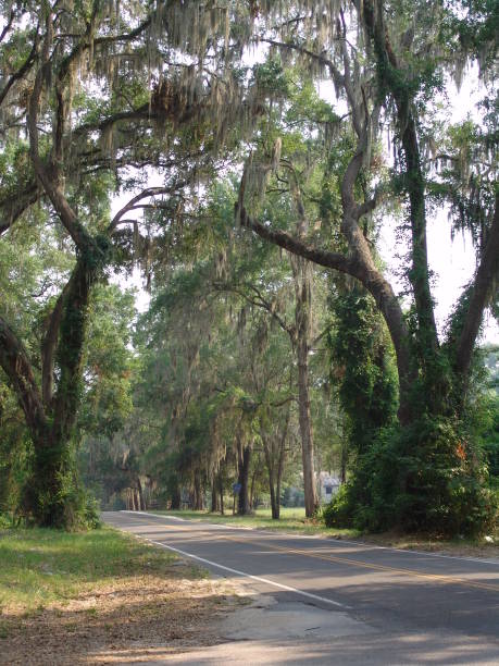 istock Live Oak lined North Florida country road 831206568