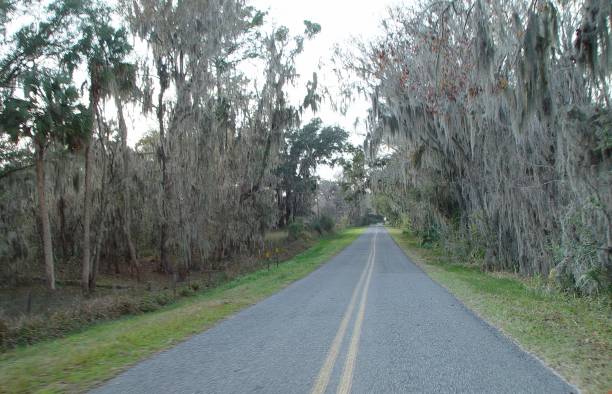 istock Spanish Moss covered country road in North Florida 831206572