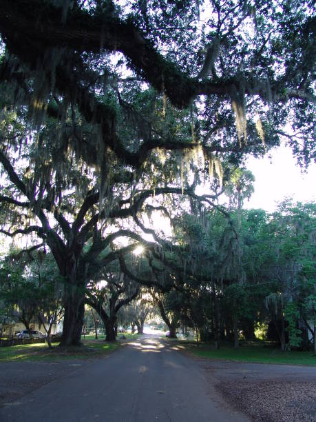 istock Live Oak lined North Florida street 831206622