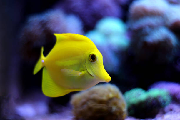 istock Zebrasoma Yellow Tang 831209384