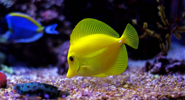 istock Zebrasoma Yellow Tang 831209390