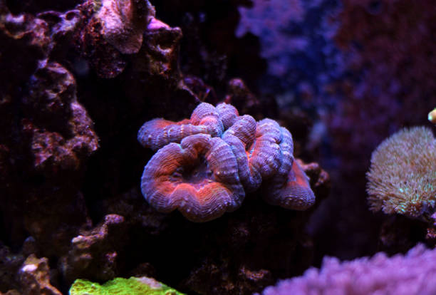 istock Lobophyllia lps coral 831209806
