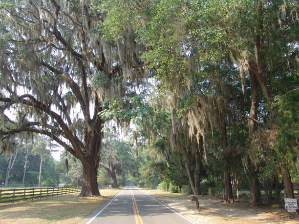 istock Live Oak lined North Florida country road 831209878