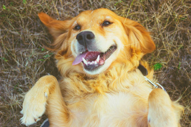 golden retriever sdraiato sul retro - lying on back foto e immagini stock