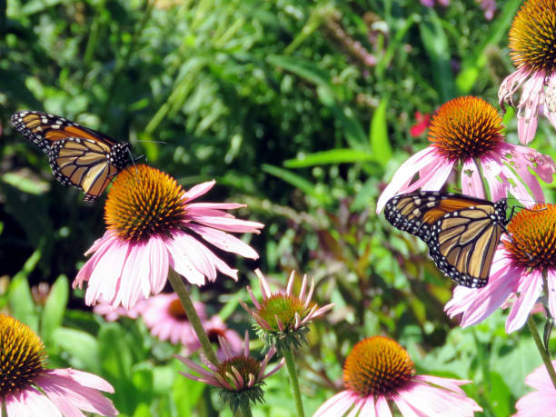 istock Toronto Lake Monarch butterflies on a flower 2017 831210264